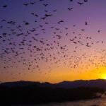 Flying-Fox-29-Sunset-Cruise-Private-Boat-Charter-Labuan-Bajo-4c9f1c56-7c48-4270-84d2-1bfcf1768c45